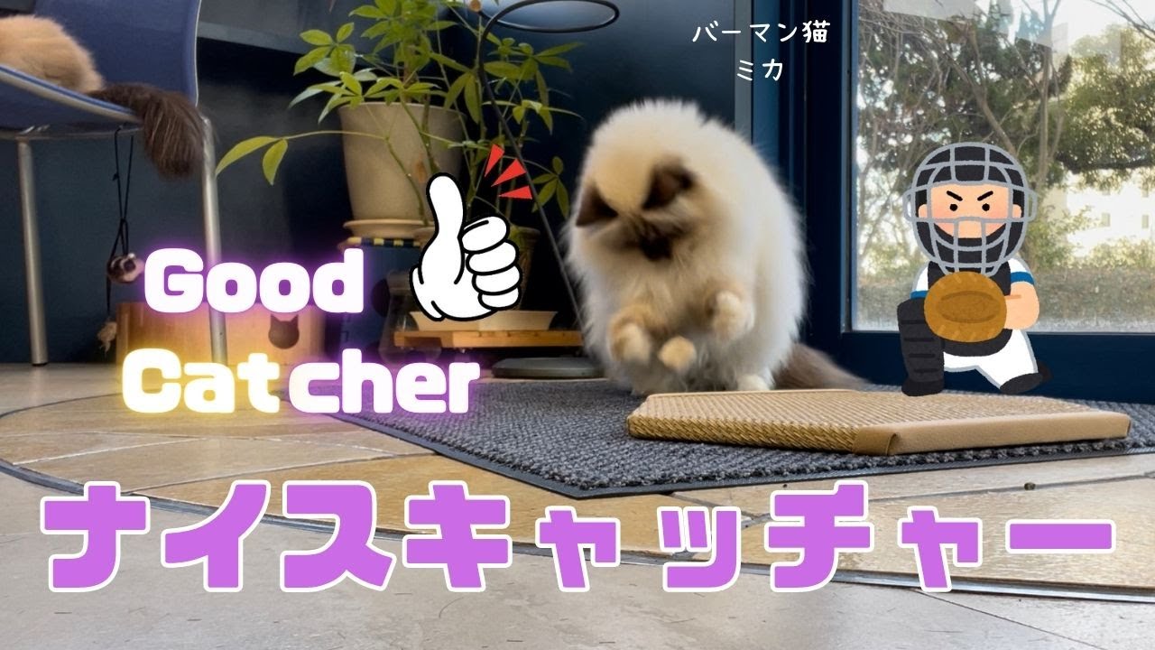 バーマン猫ミカ【ナイスキャッチャー】Good Catcher （バーマン猫）Birman/Cat
