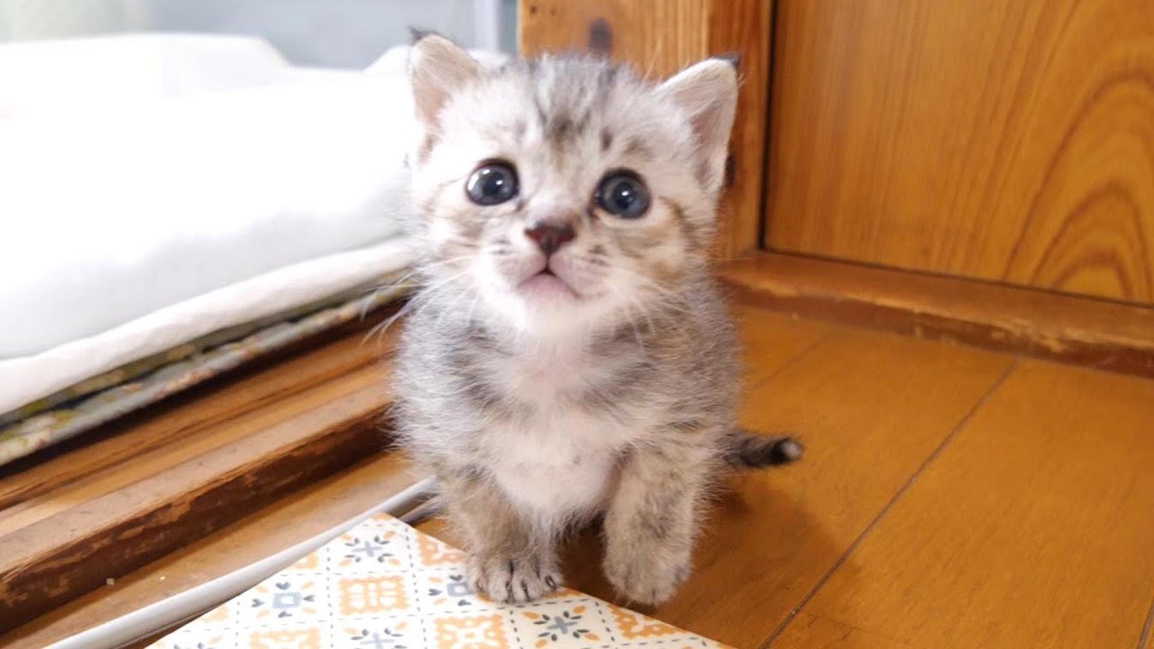 お兄ちゃんを見つけた子猫がうれしな顔で飛びかかる？【赤ちゃん猫　保護猫】