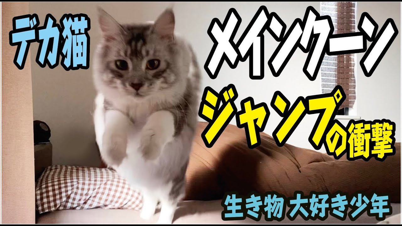 【メインクーン】大型猫のジャンプの衝撃