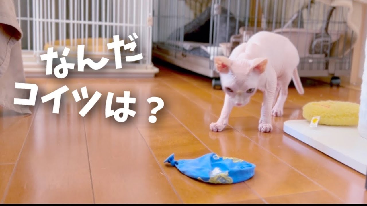 風船がしぼむ瞬間を目撃してしまったスフィンクス猫の挙動不審っぷりが笑える