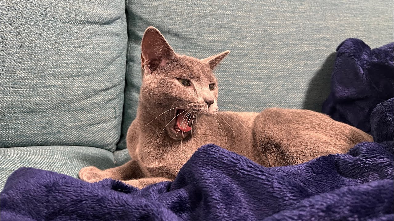 【猫】ネムネムで可愛いロシアンブルー