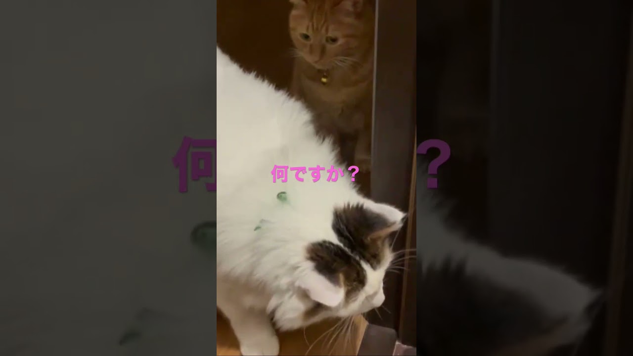 【トイレについてくる猫】Cat following me to the bathroom🎵#shorts