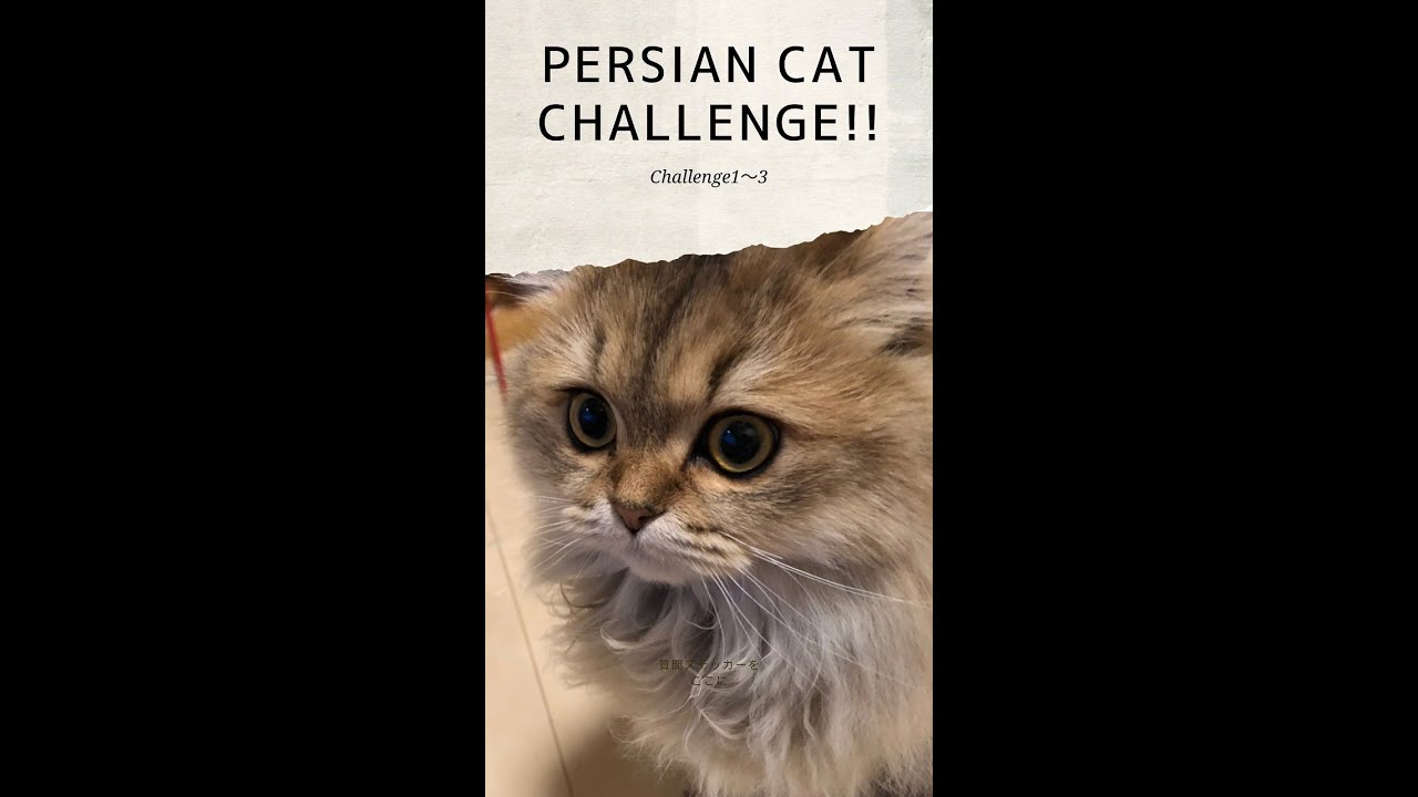【ペルシャ猫への挑戦状！】全3ステージに挑みます!!