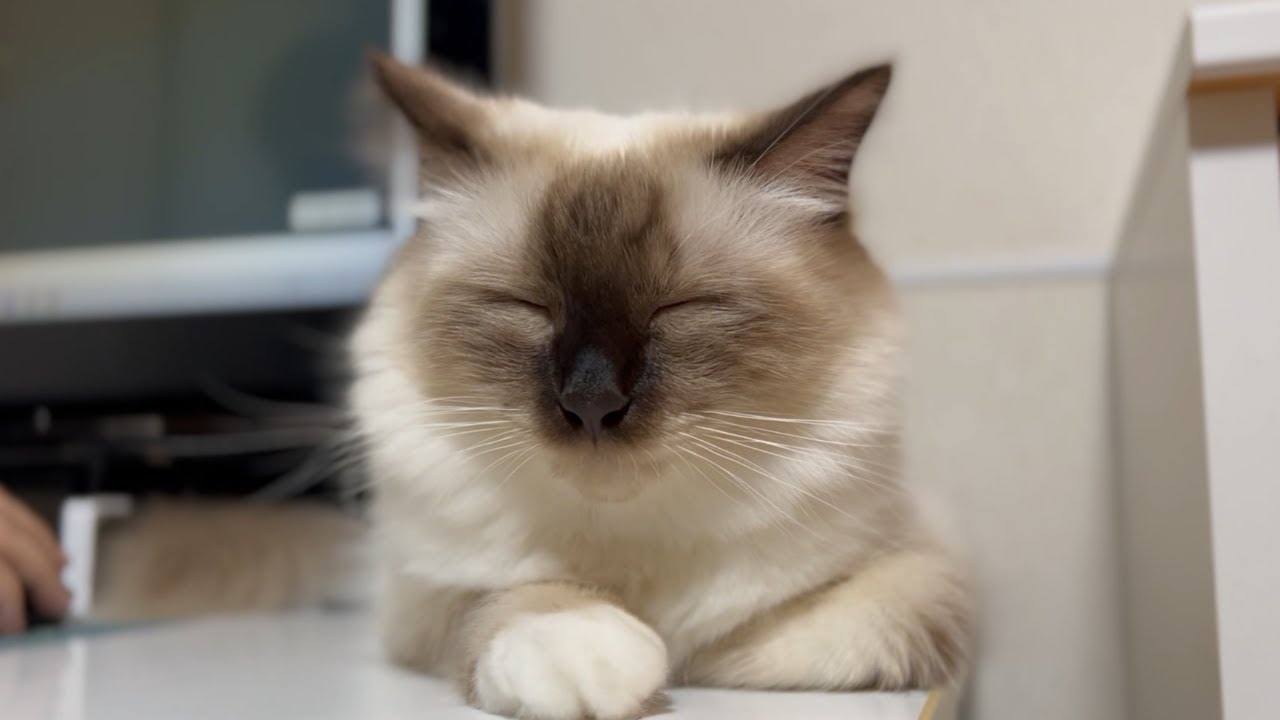 猫カフェ行っても怒らないうちの猫。【バーマン】