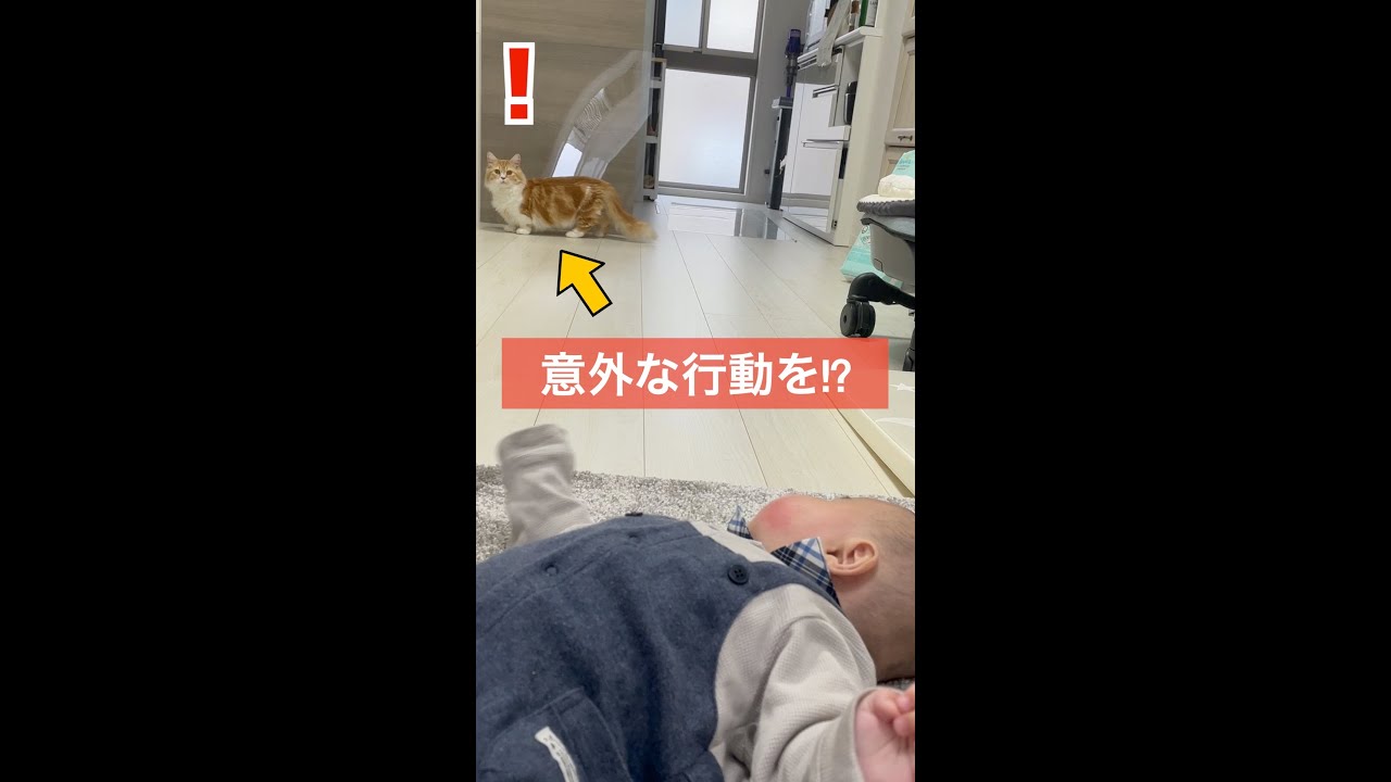 赤ちゃんを見つけた猫がまさかの行動に...#Shorts