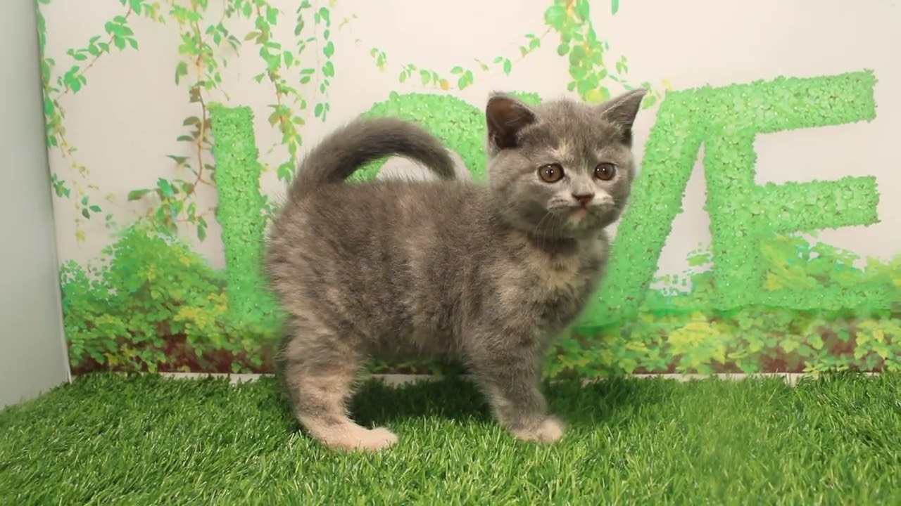 Coo&RIKU　No580955　ブリティッシュショートヘアー