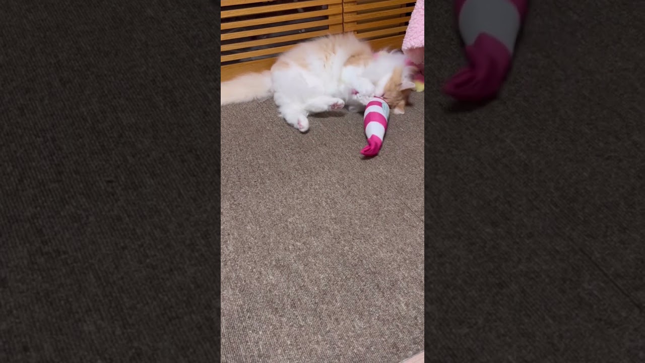 1人(猫)で遊ぶ ノルウェージャンフォレストキャット #shorts