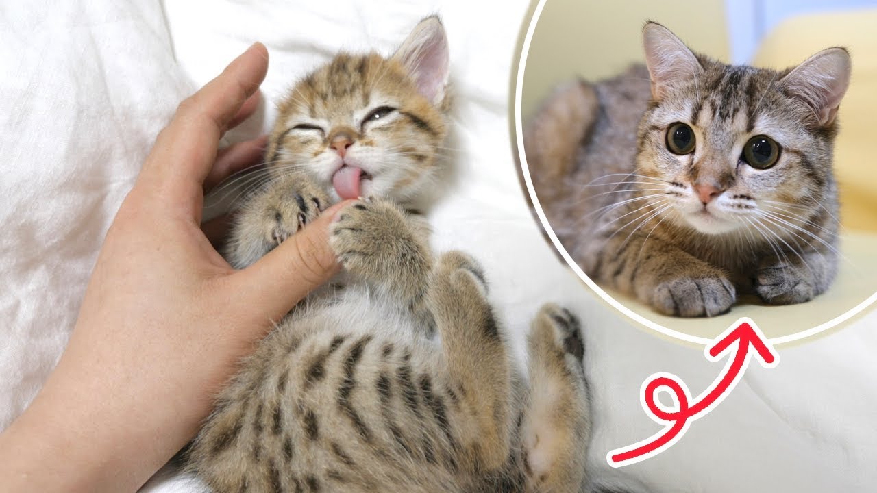 生後２ヶ月の子猫が立派な縞ねこになるまでの成長記録【祝１歳】
