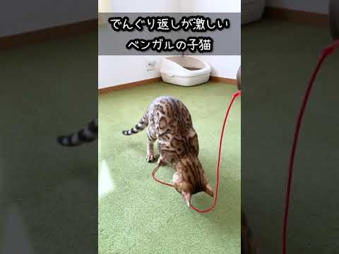 でんぐり返しが激しいベンガルの子猫 #shorts #youtubepartner