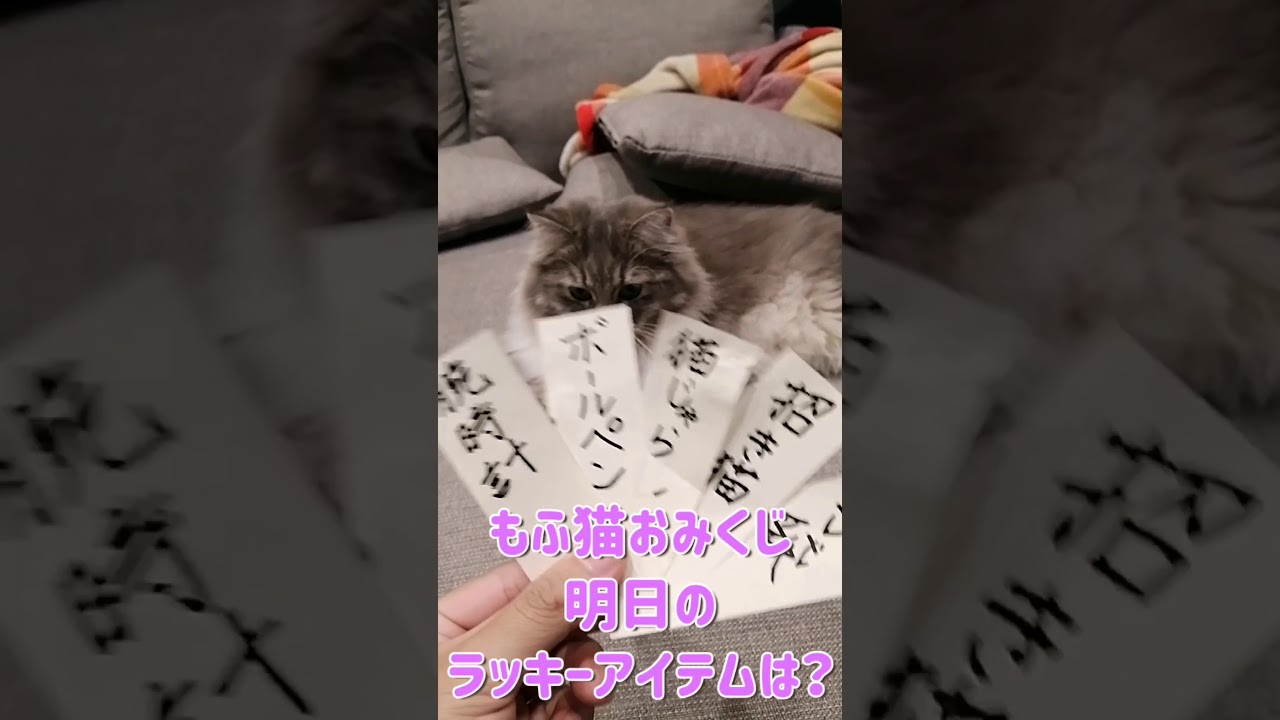 【明日のラッキーアイテム】もふ猫おみくじ【サイベリアンのラフィ】#Shorts