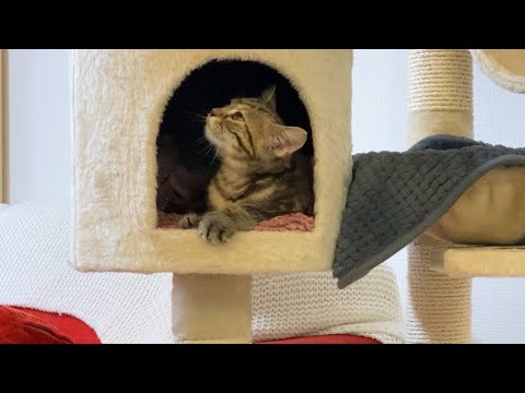 25日目～26日目　子猫の寒さ対策にブランケットを買いました🎁