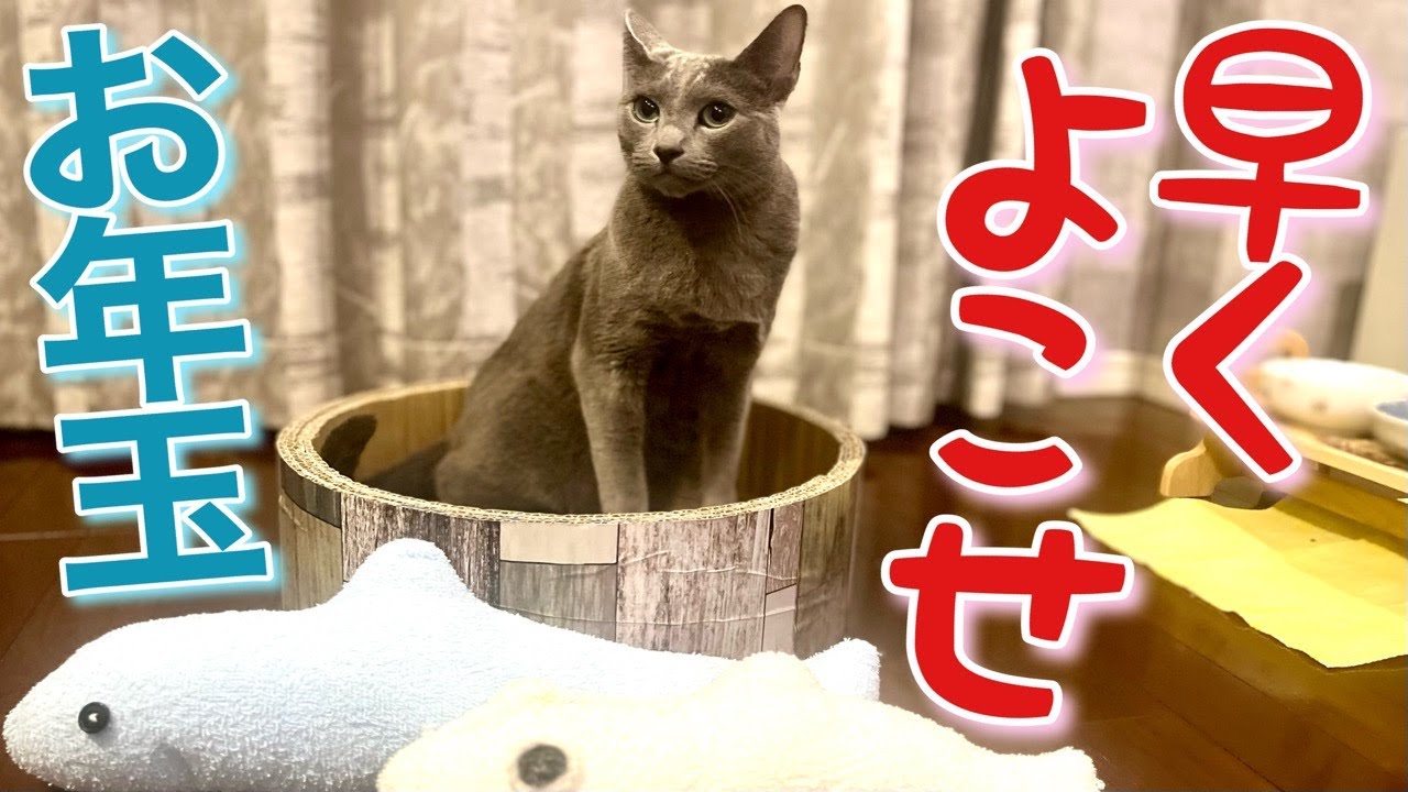 キャットフード2種を食べ比べる猫【ロシアンブルー】Russian Blue cat Kotetsu~Eating and comparing two types of cat food