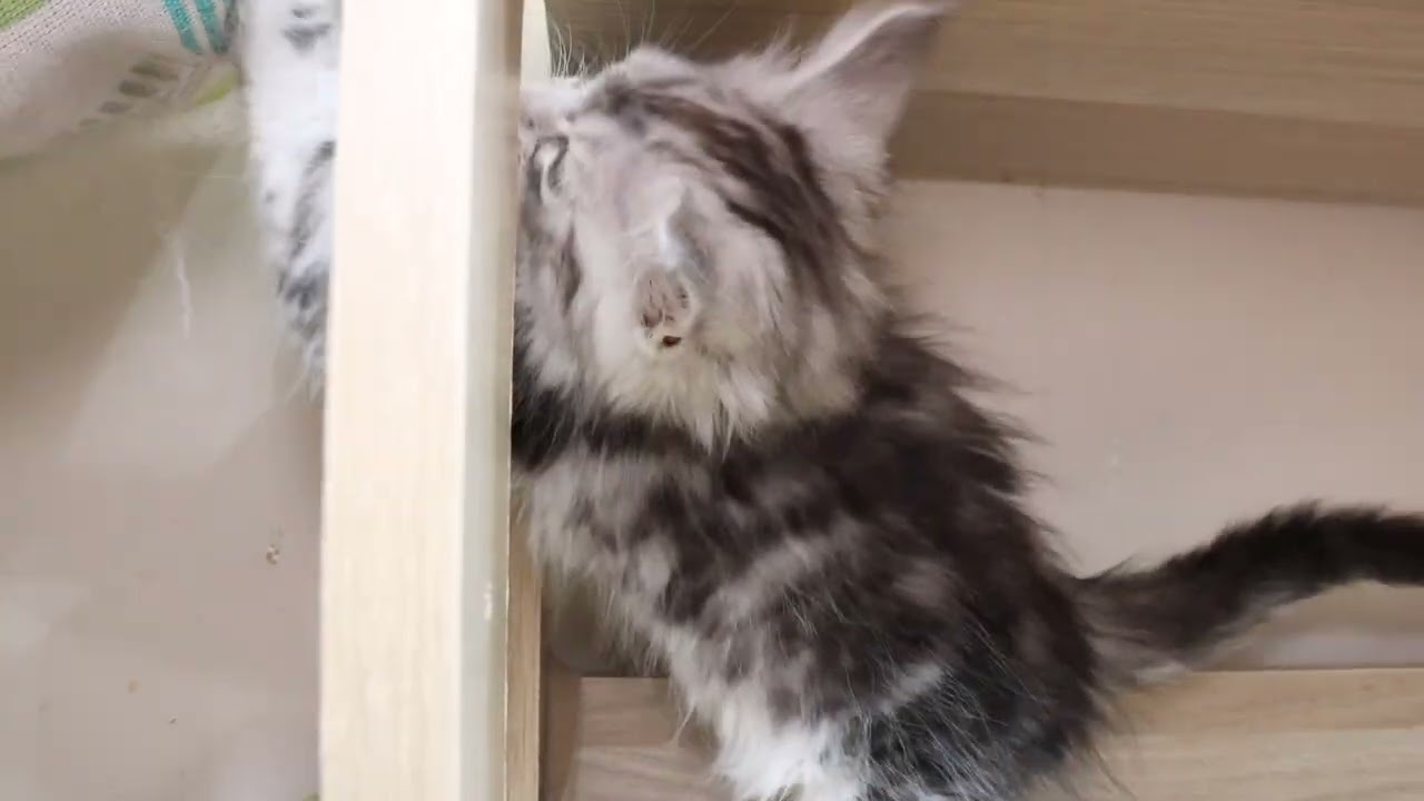 クールなシルバーのメインクーン子猫冬子ちゃん