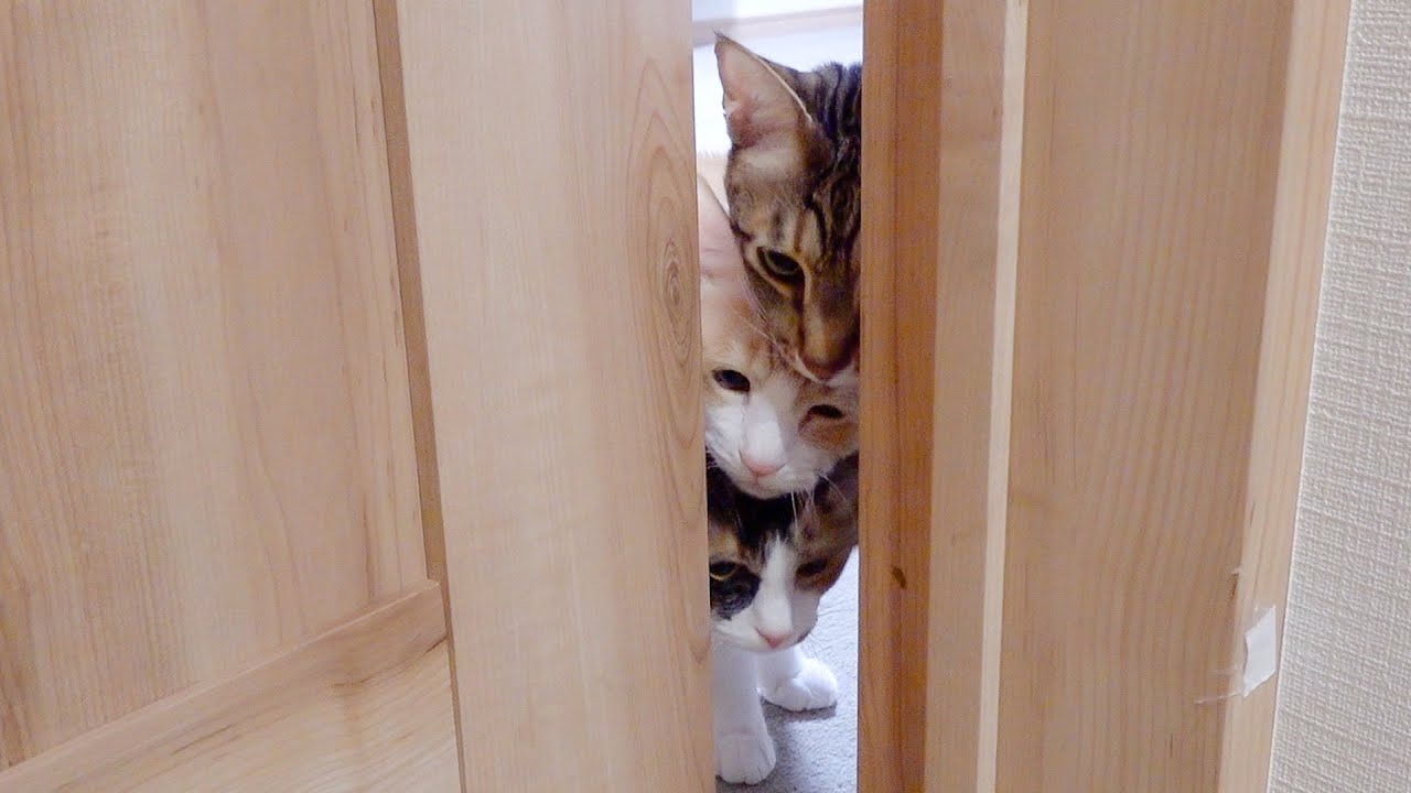 ドアを開けたら猫が団子3兄弟みたいになってた