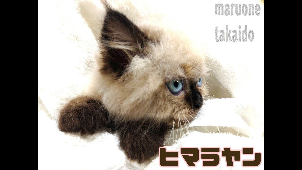 【ヒマラヤン】もぐもぐタイム