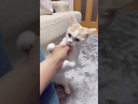 ねこ【スコティッシュフォールド】