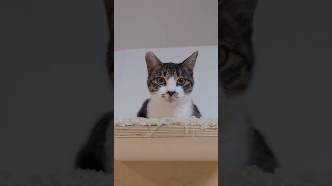 動かない子猫