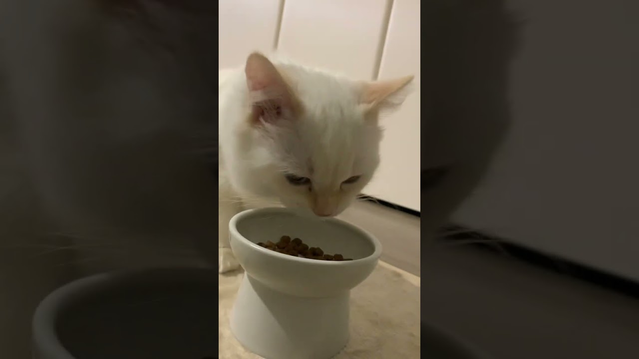 eating cat #cat #ねこ #ねこのいる生活 #ラガマフィン #ragamuffin #shorts