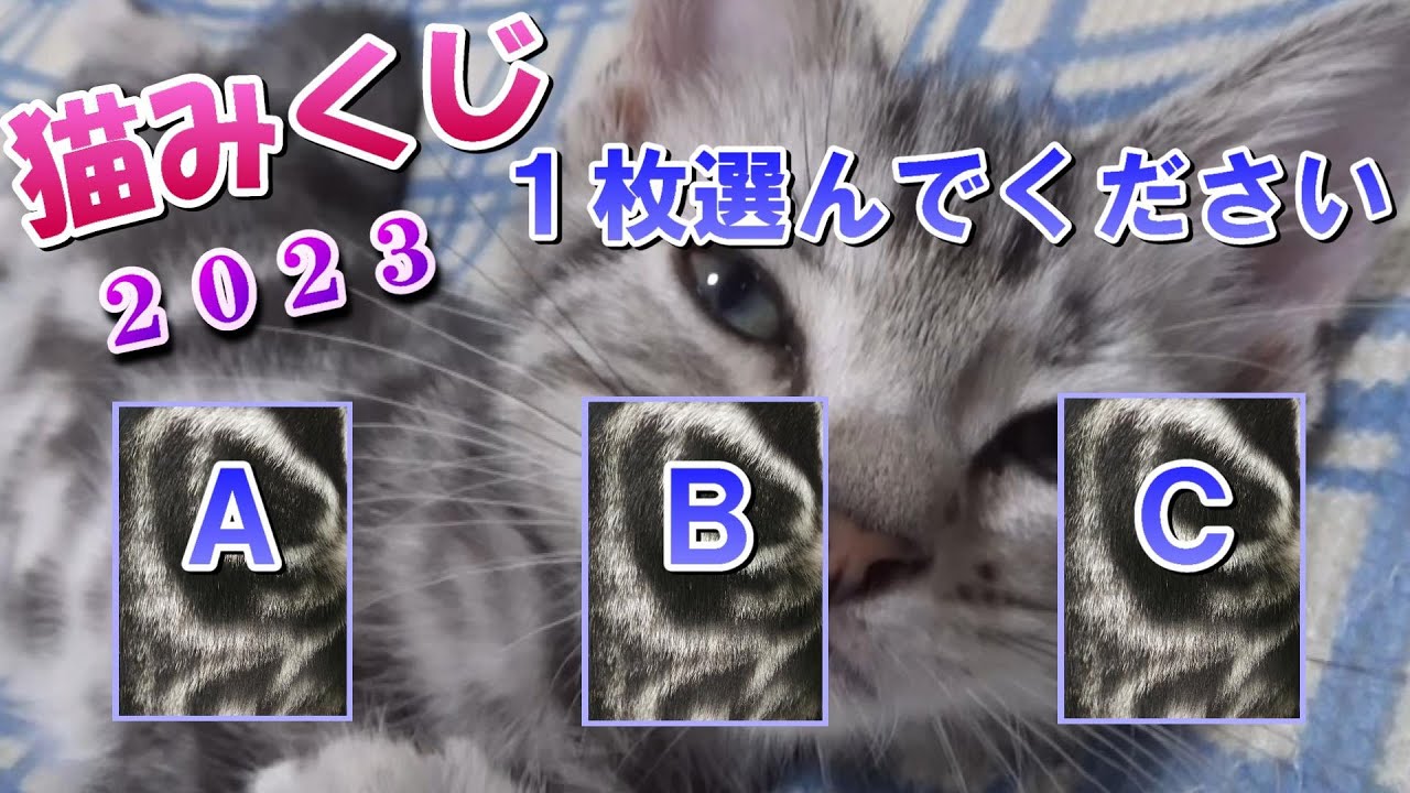 運試しの猫みくじ！姫華のアメショーワールド2023（アメリカンショートヘア）
