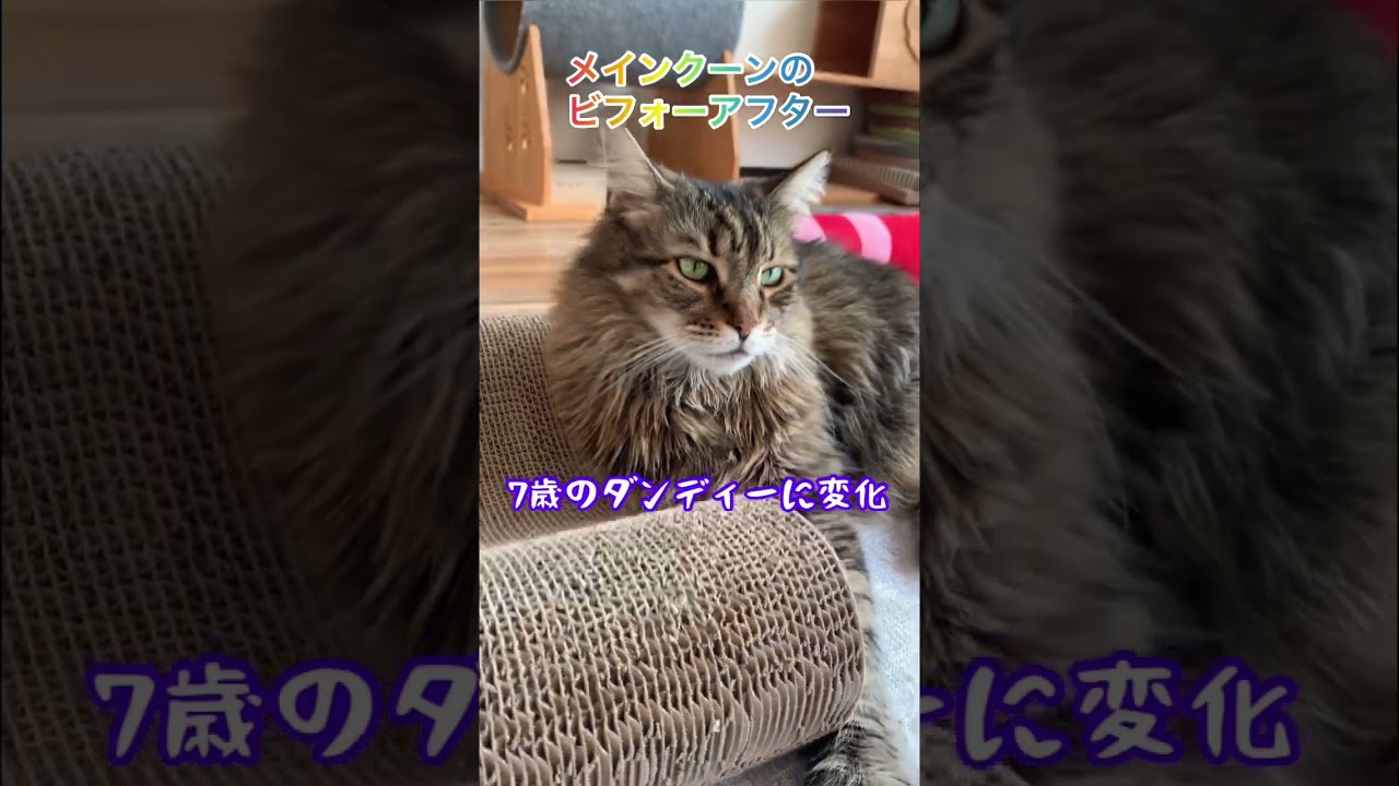 【メインクーン】メインクーンのビフォーアフター #メインクーン #猫カフェ #キジトラ #大人のメインクーン#仔猫
