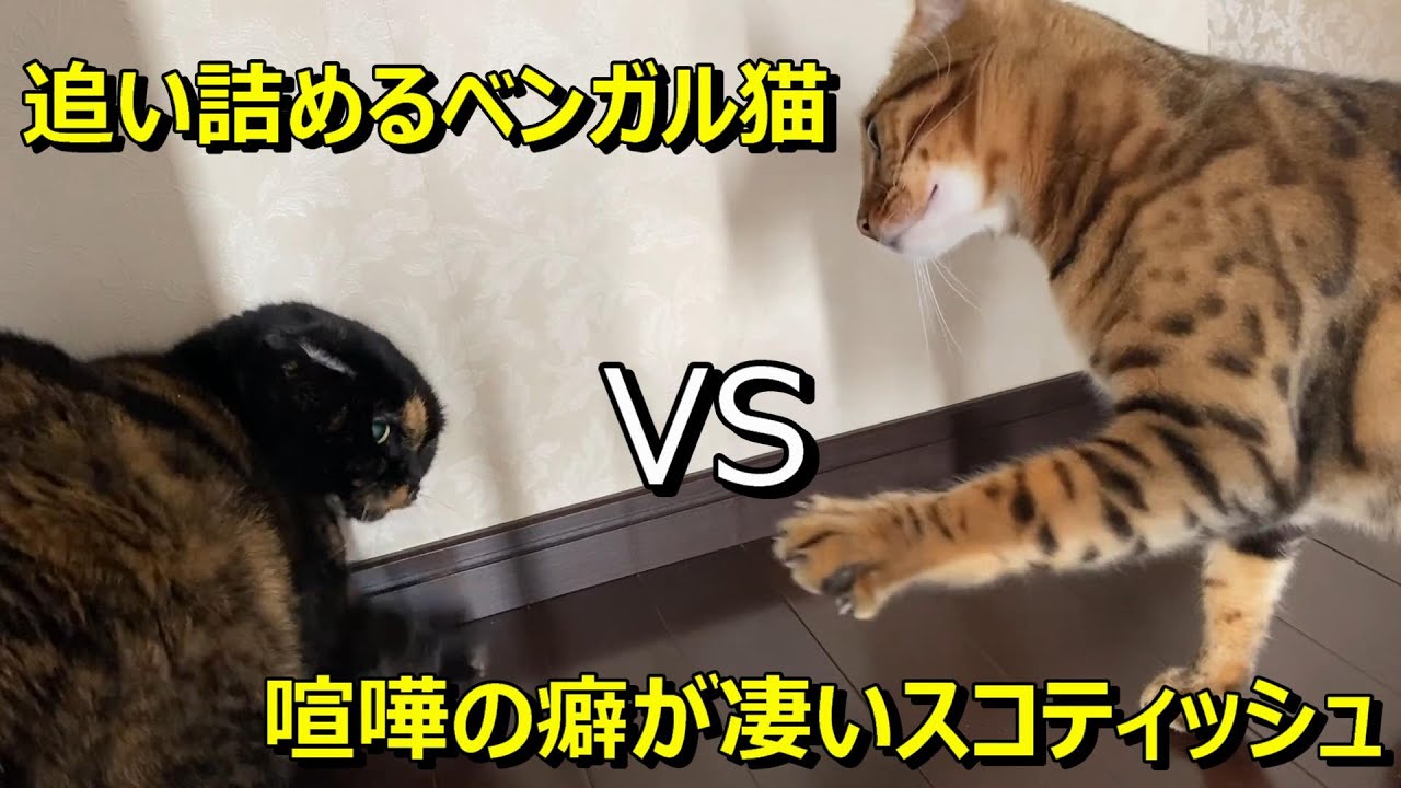 追い詰めるベンガルと戦い方の癖が強いスコティッシュフォールド