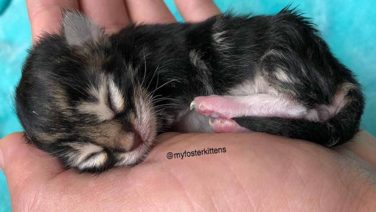 氷のように冷たくなっていた子猫。散歩中に見つけた女性が寝ずに看護して死の危機を乗り越えました【感動実話 動物】