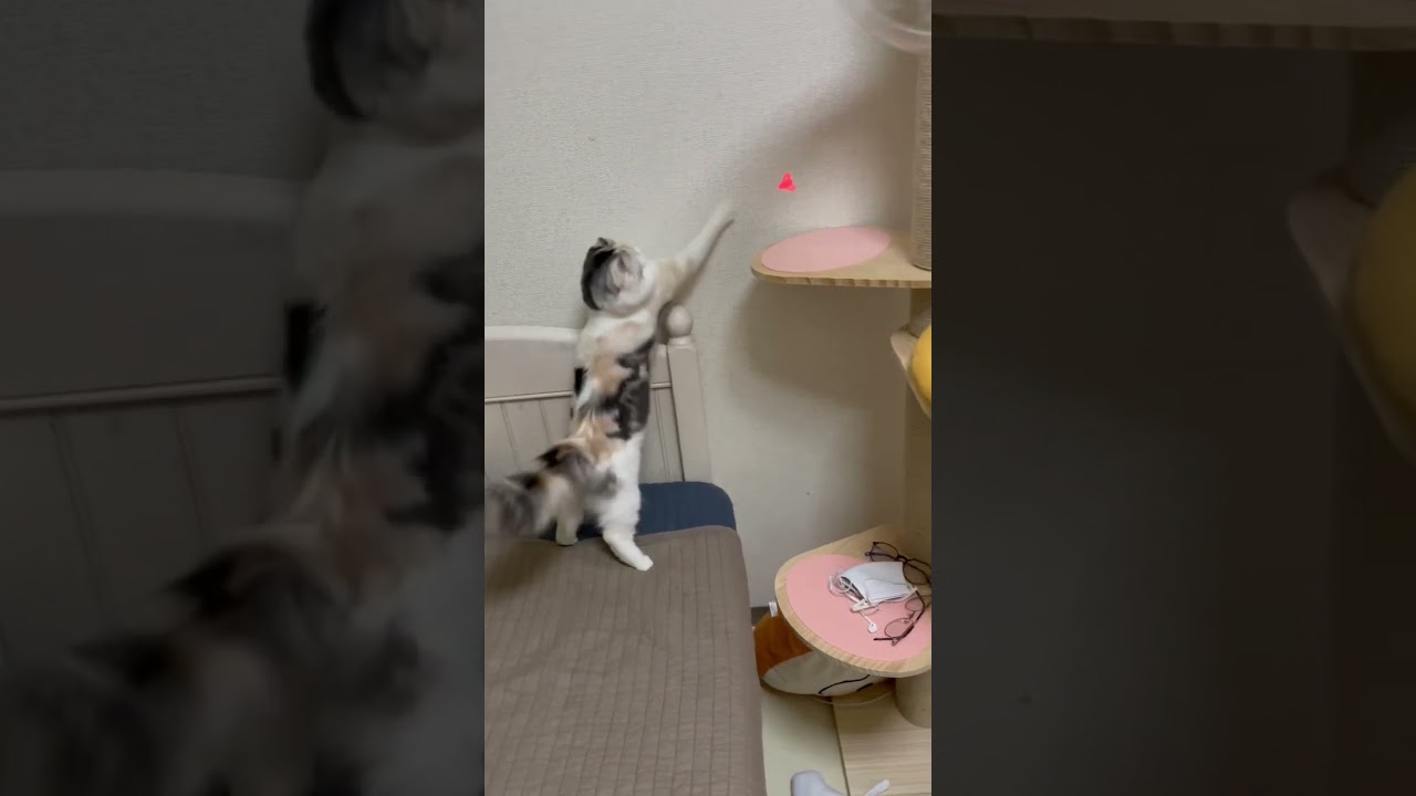 こんな俊敏に動くの見たことない… #アメリカンカール #猫