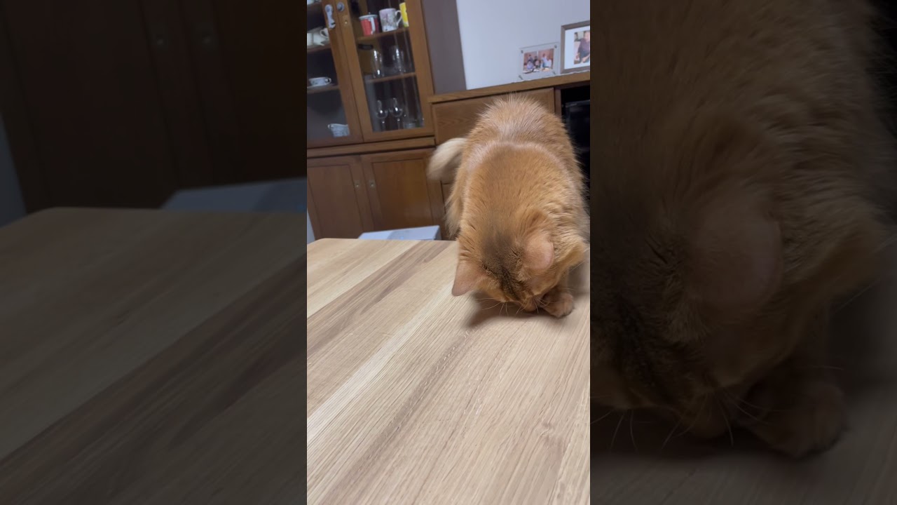 笑うネコ#猫#ソマリ