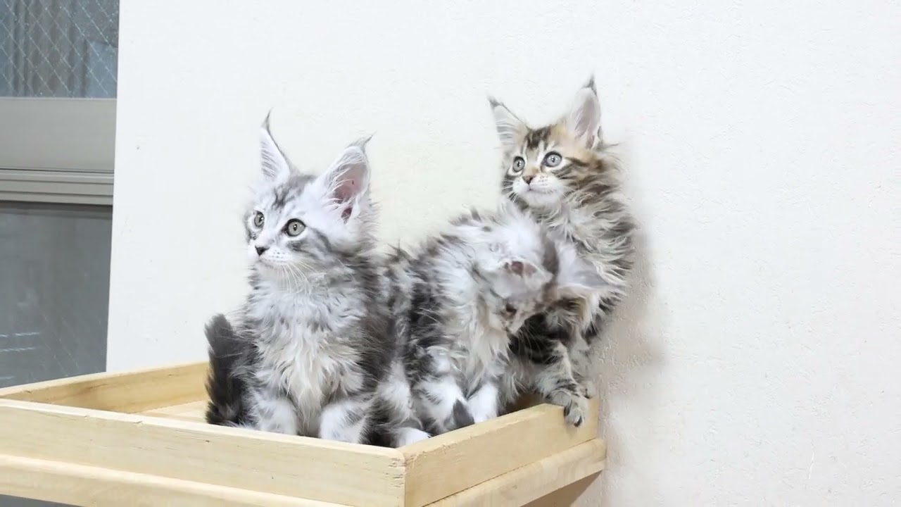 メインクーンの子猫達生後2ヶ月になりました