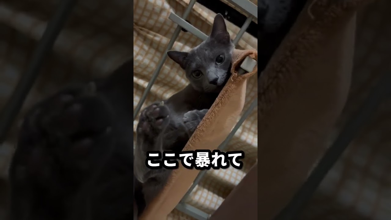 【ロシアンブルー】めろん早起きすぎます😅【猫】#shorts