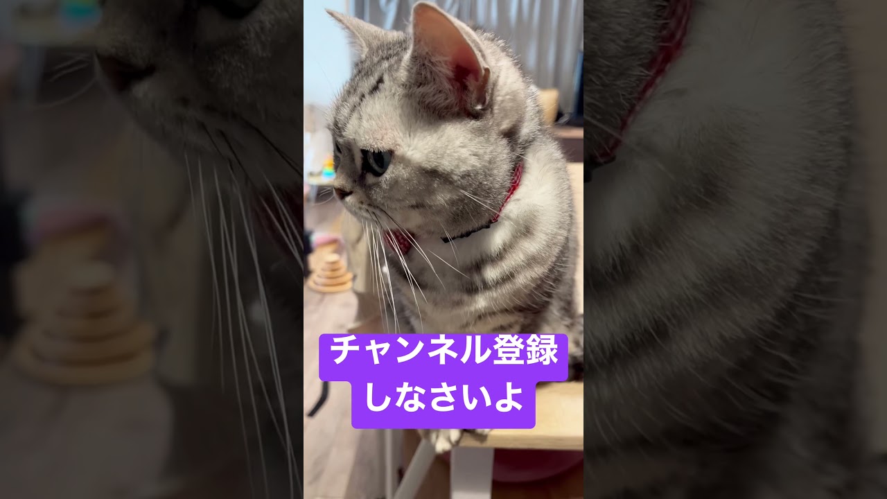 美川憲一さんに似てる猫。　#shorts