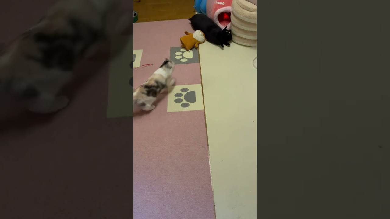 ずぼっと入る動作がじわる #アメリカンカール #猫