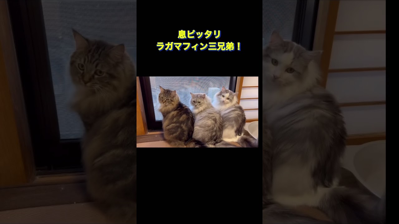 息ピッタリ振り向く猫ラガマフィン三兄弟❣️#ラガマフィン #ragamuffin