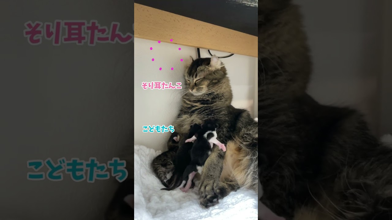子育てを頑張る母は偉大！猫マウンテン登山中の子猫…Mother is great#Shorts