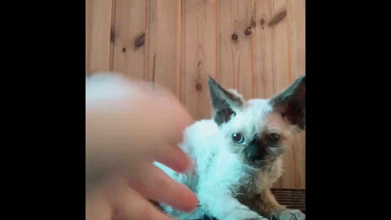 デボンレックス