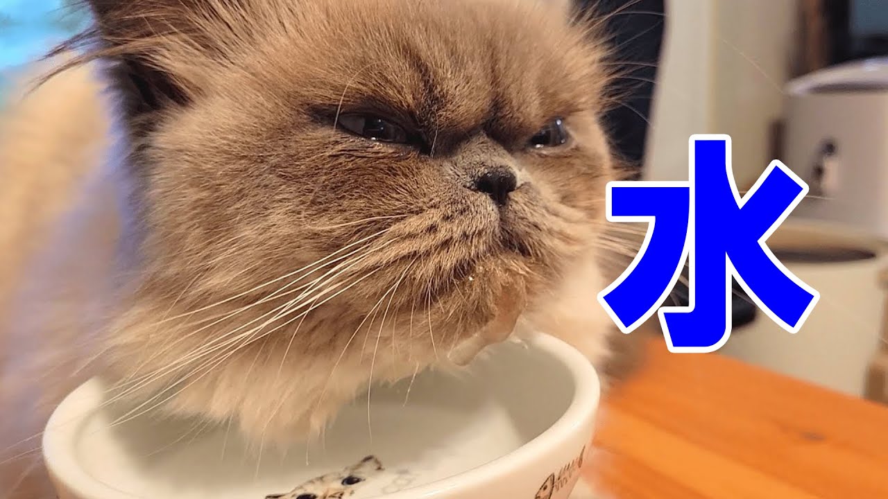 水を飲むとアゴがびちゃびちゃになる猫【ヒマラヤン】