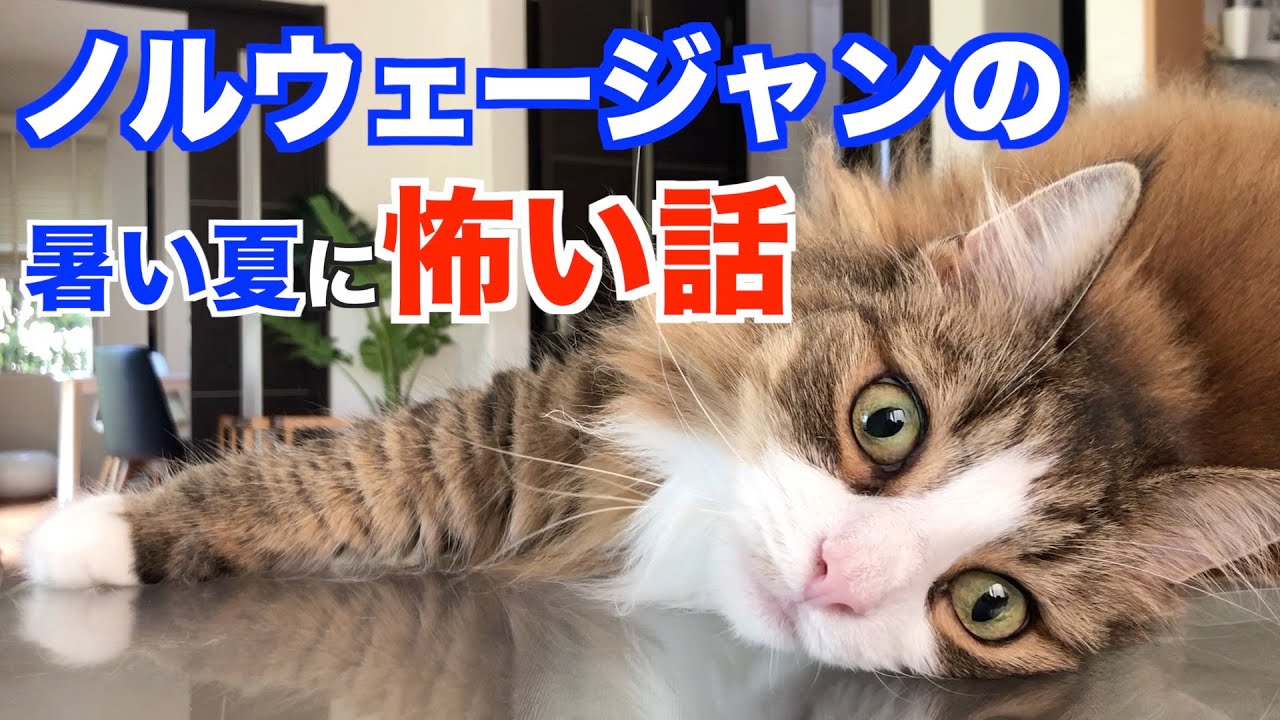 【暑い夏に怖い話】ノルウェージャンフォレストキャットも参加
