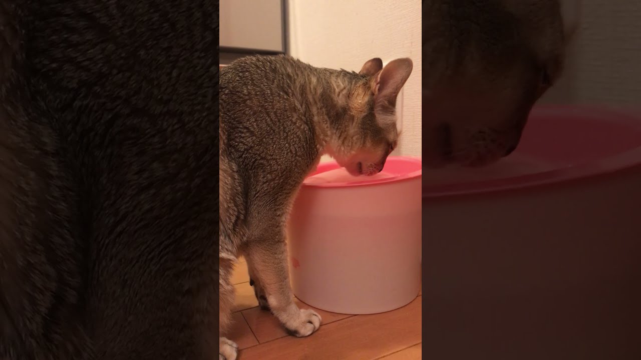 一生懸命お水を飲んでいるシンガプーラなのにゃ♪