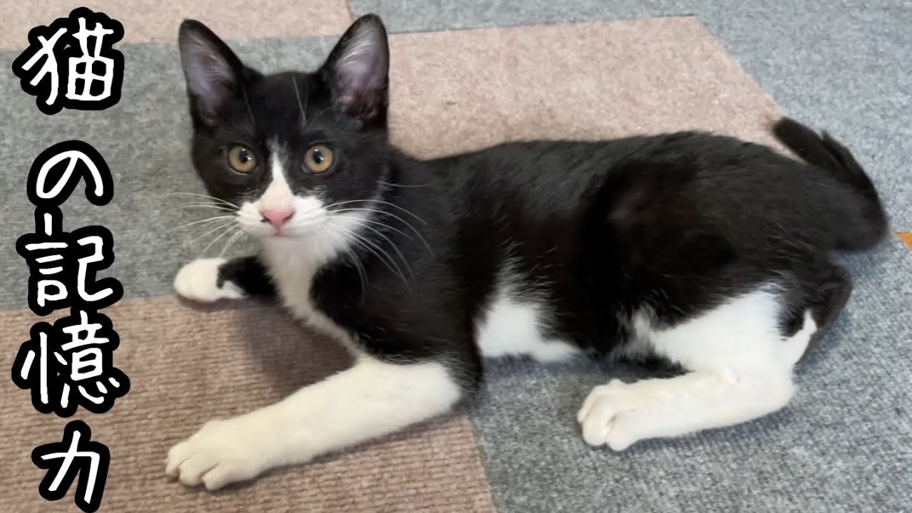 【検証します】子猫は生き別れた兄弟の声にどんな反応をするのか？