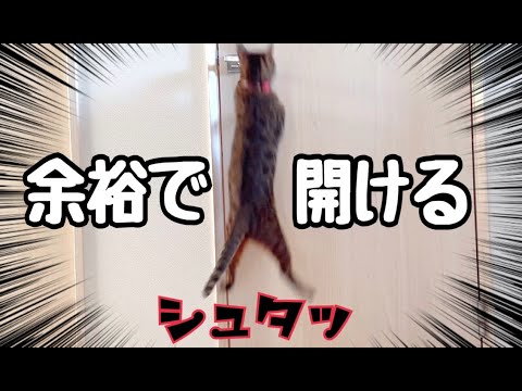 部屋に閉じ込めても余裕でドア開けちゃうお利口猫さん