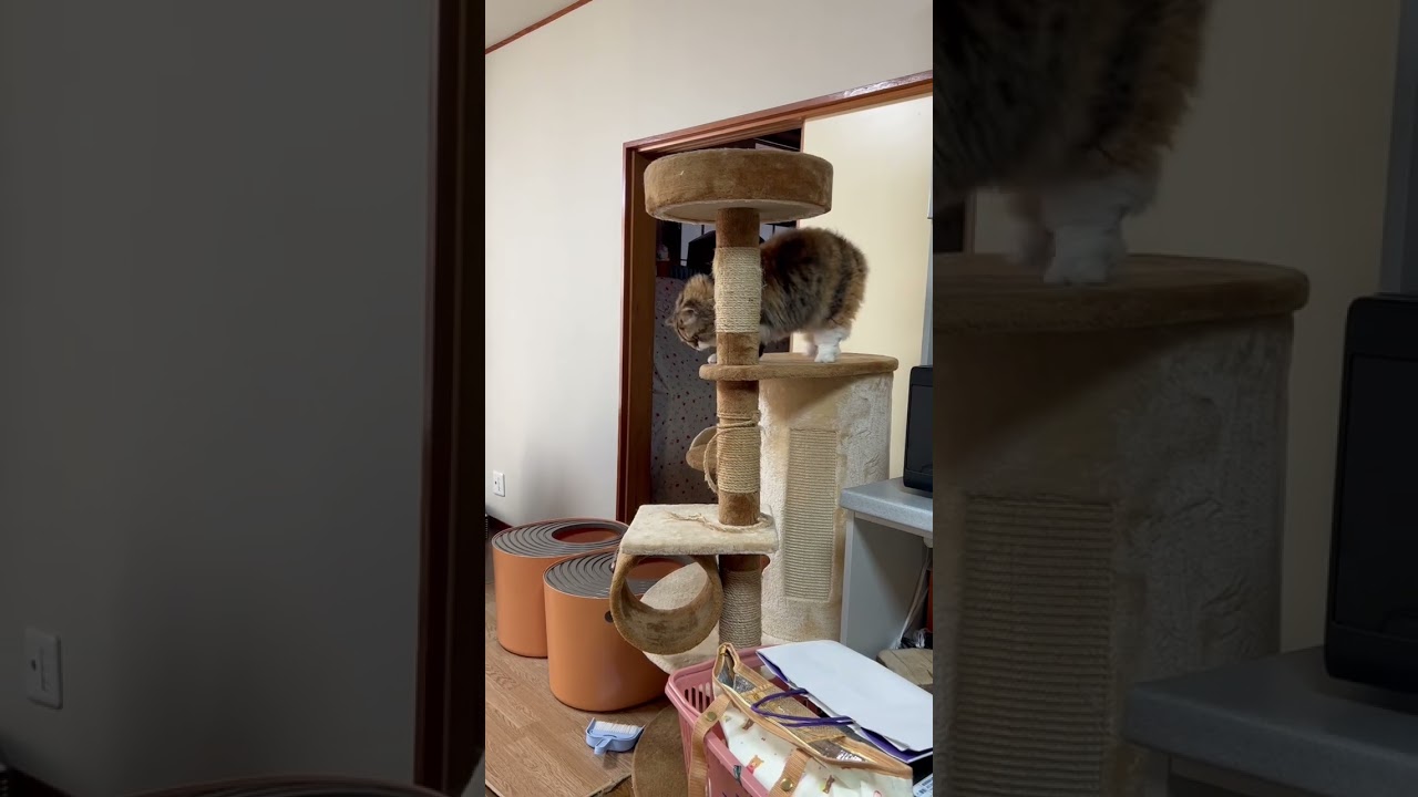 奇跡の猫　珍しいセルカークレックスの鳴き声。猫娘3匹集まれば運動会
