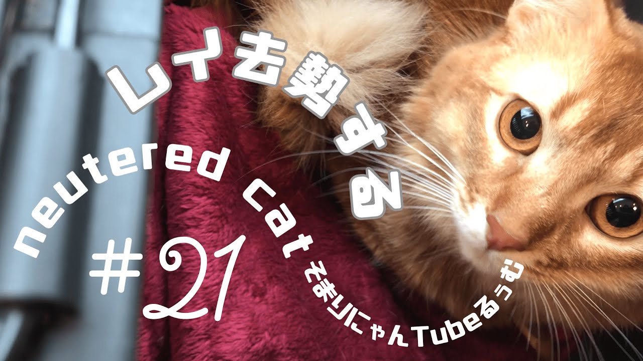 #21 愛猫が去勢しました。ソマリ neutered cat