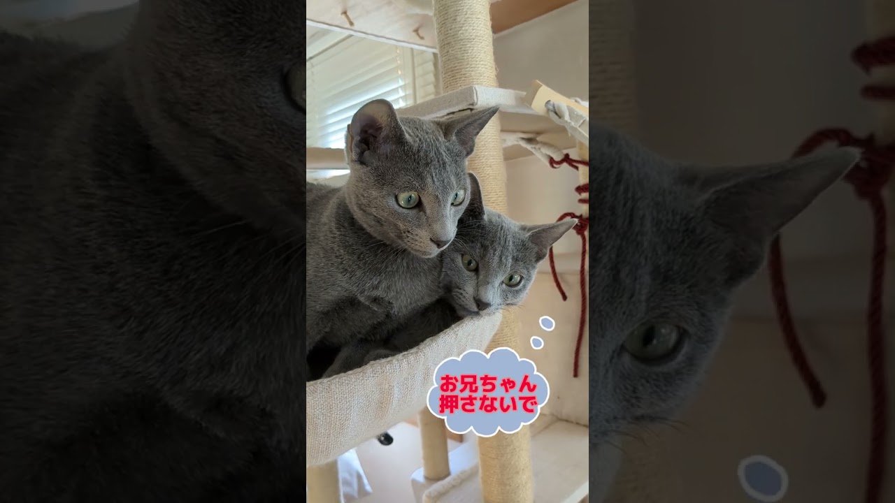 成長を感じる時🐈‍⬛💗 #ロシアンブルー #russianblue #子猫