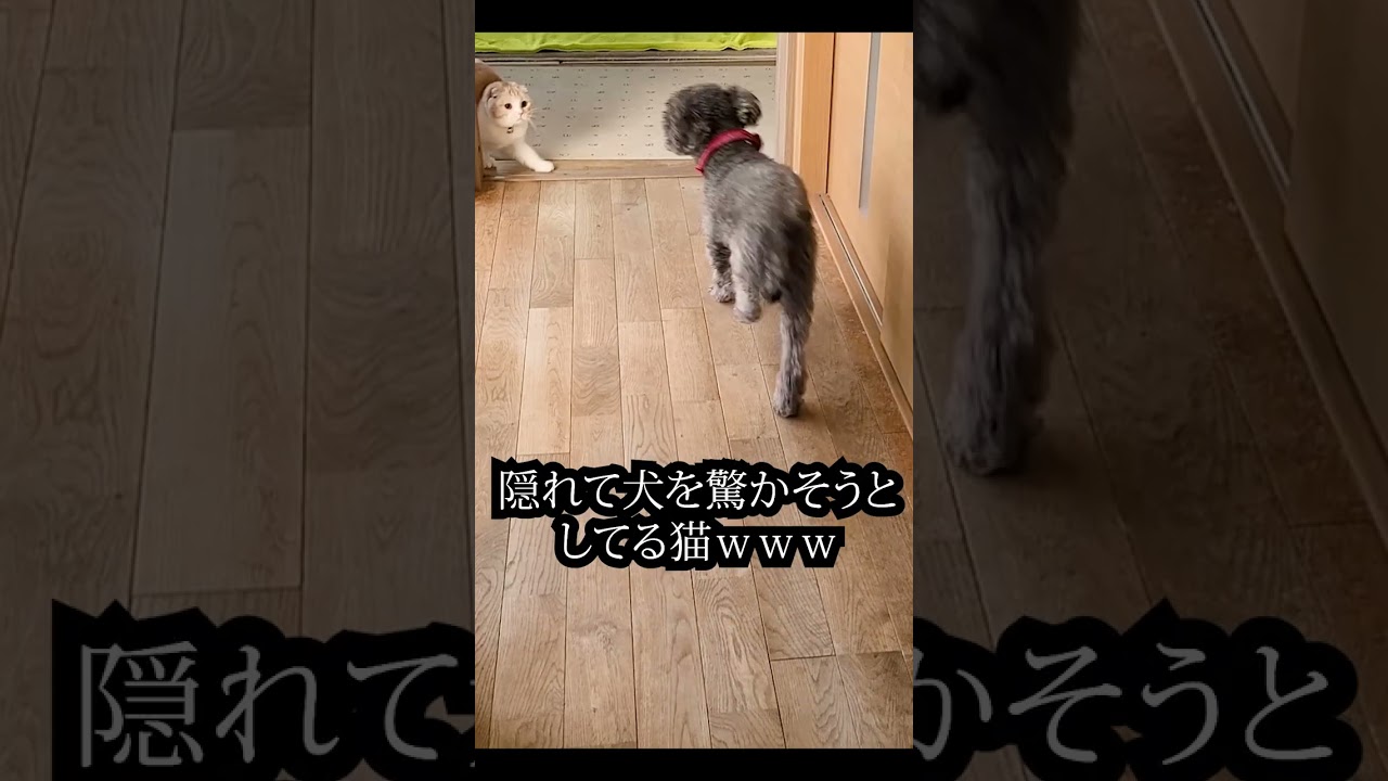 こっそり隠れて子猫が犬を驚かせようとしたら... 笑#shorts