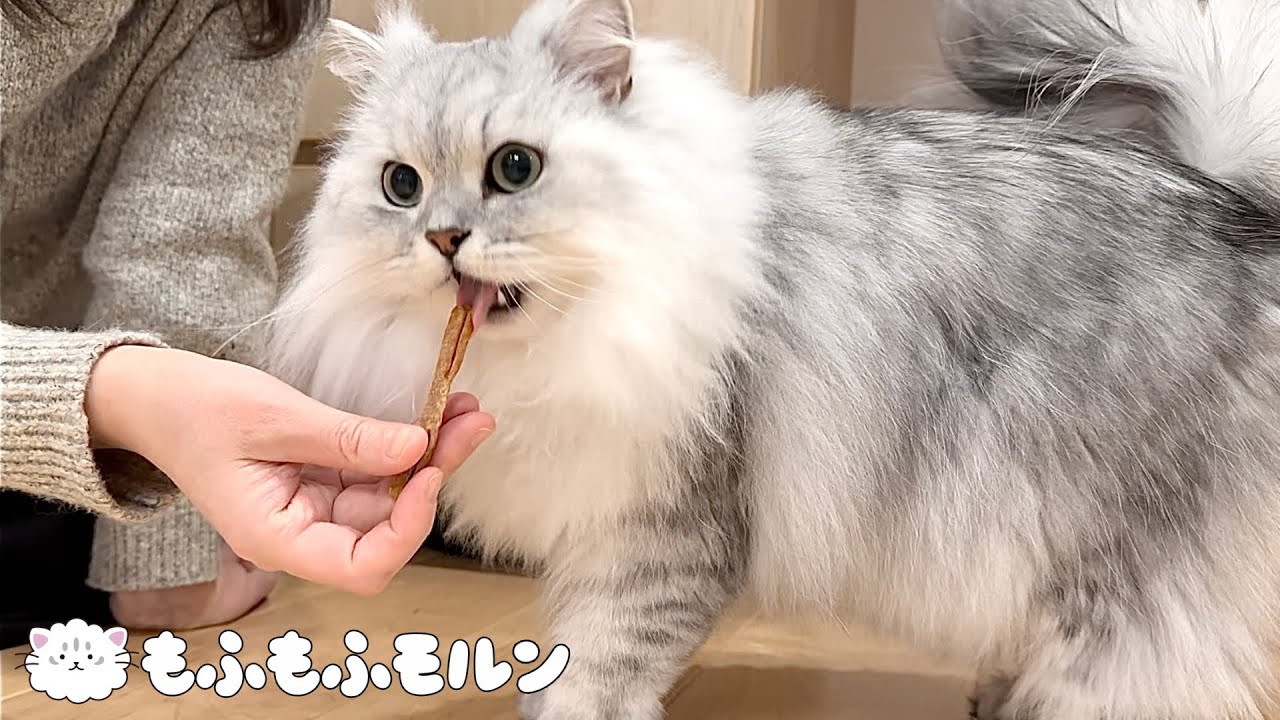 初めて歯磨きおやつを食べた猫の反応は？ 【サイベリアン】