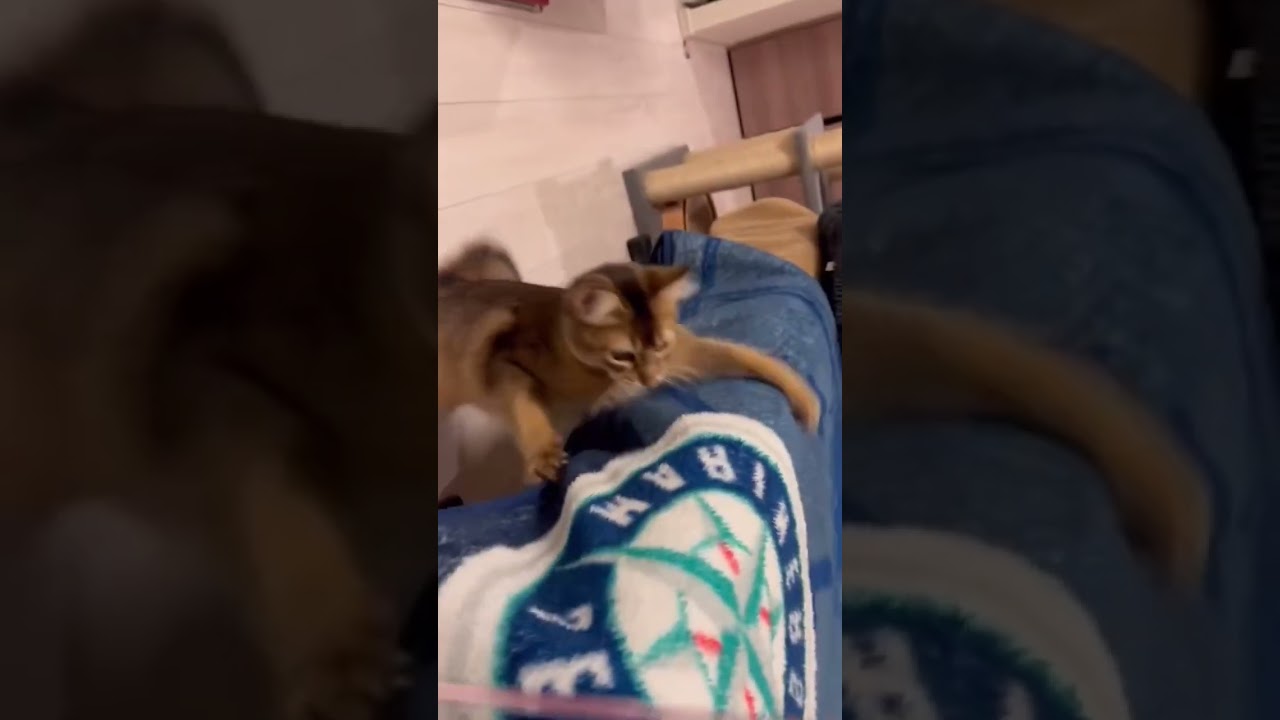 #ソマリ #癒し猫動画 #しっぽ吸い