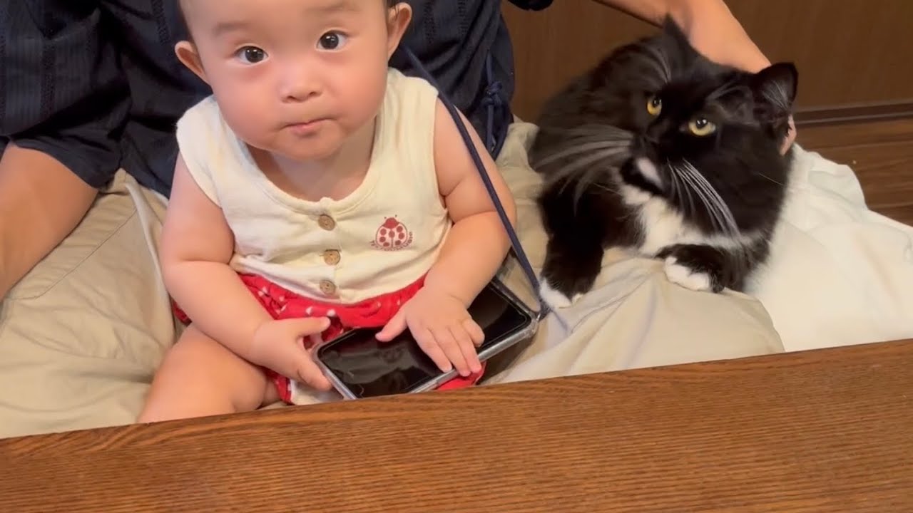 ママを思う気持ちは赤ちゃんにだって負けない猫　ラガマフィン　Cat competing for baby and mom