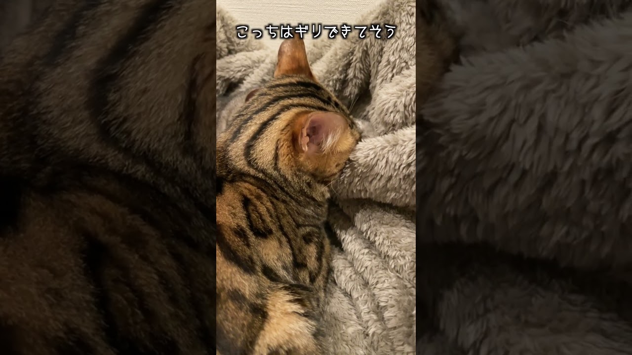 猫が猫吸いしながら寝てる#shorts #ベンガル #猫