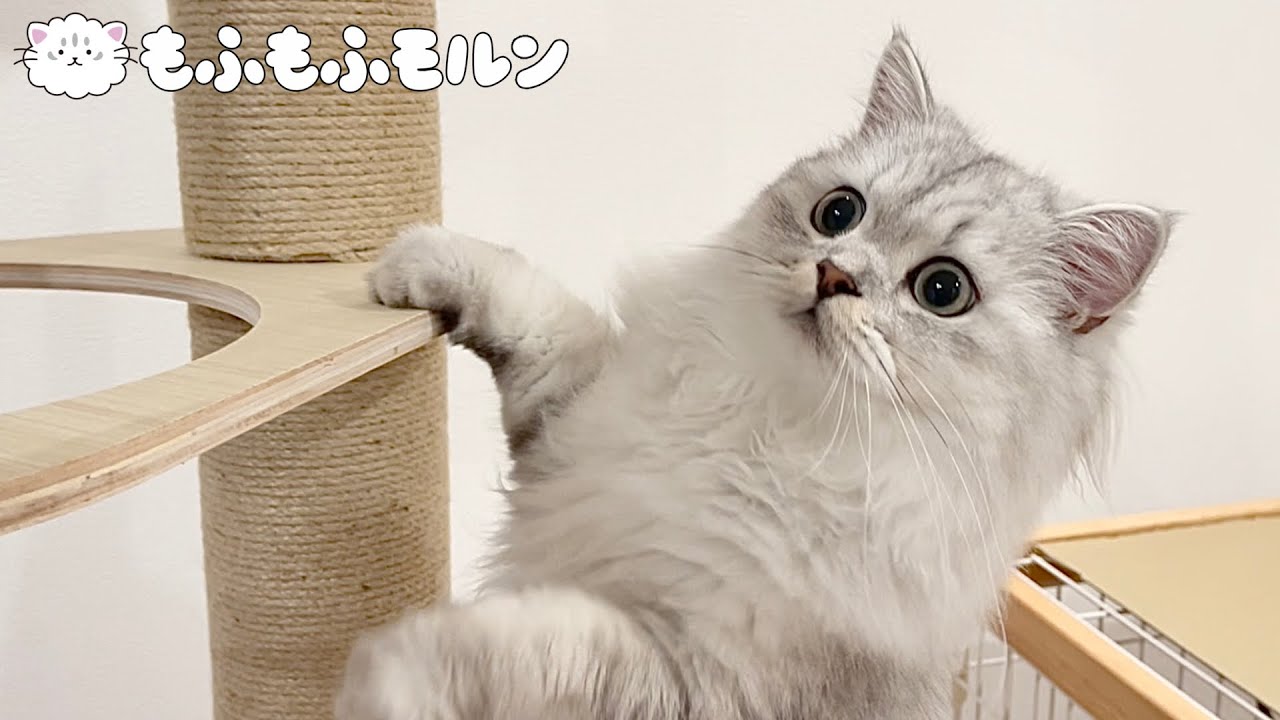子猫の爪研ぎを買おうと思ったらキャットタワーを買っていました【サイベリアン】