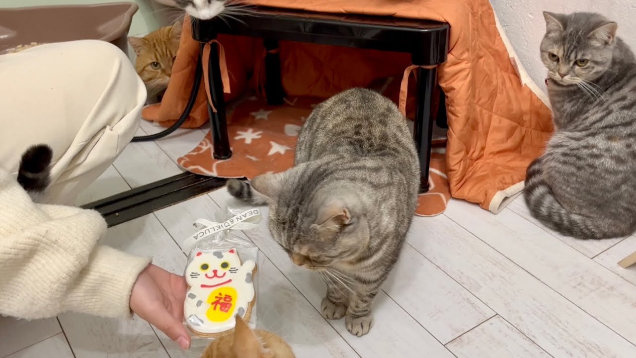 茶々パパは見た！